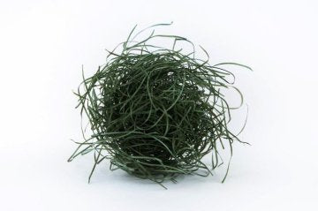 色もくめん 高知プレミアムカラー